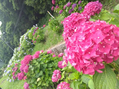 赤色紫陽花
