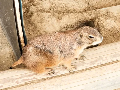 愛らしいプレーリードッグの横顔