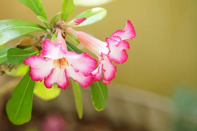鮮やかなピンクのアデニウムの花