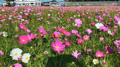 コスモス