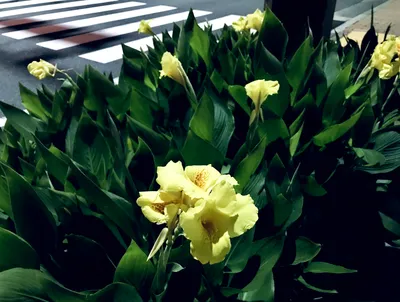 百合