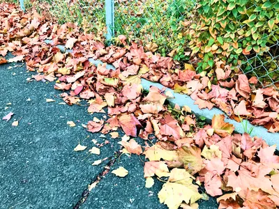 迷惑・風情2