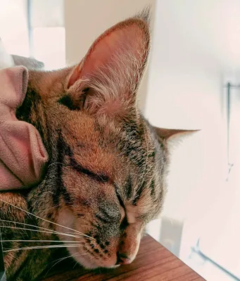 心地よい昼下がりの猫