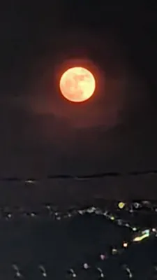 ブルームーン(縦)