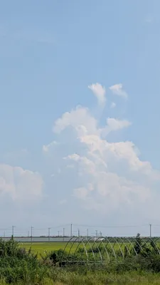 淡い夏の雲