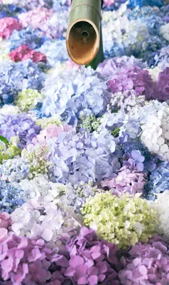 紫陽花と竹筒の美しい調和