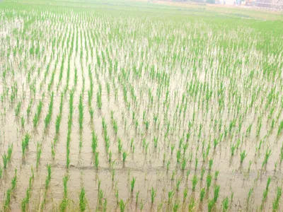 田植え直後の田んぼ