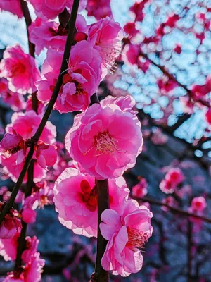 梅