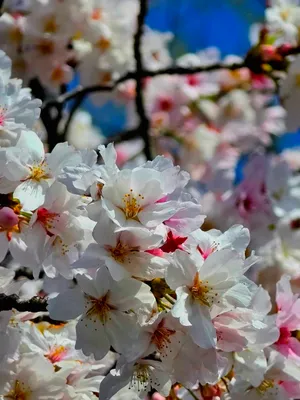綺麗な桜の花