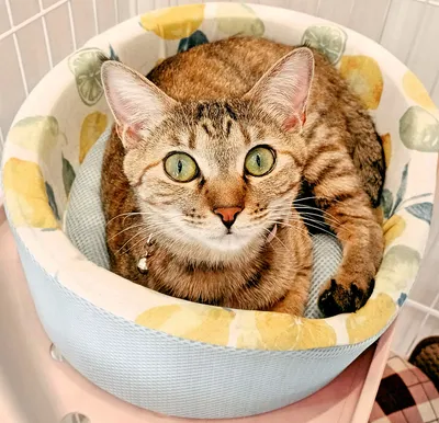 くつろぐベッドの中のかわいい猫