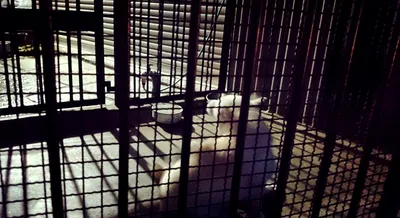 柵の向こうに座る白い猫