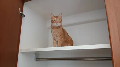 タンスの上から見つめる猫
