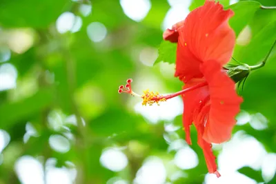 鮮やかな赤いハイビスカスの花