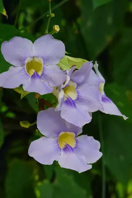 優美な薄紫の花のクローズアップ