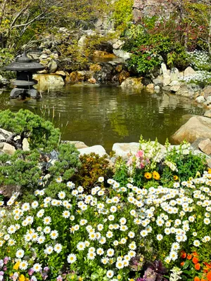 溜め池の回りに咲く花
