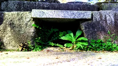 石垣の隙間から伸びる草