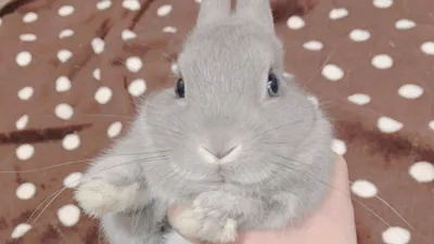 手に抱かれたグレーのうさぎ