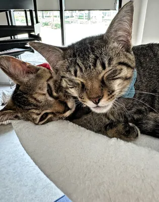 仲良く眠るふたりの猫