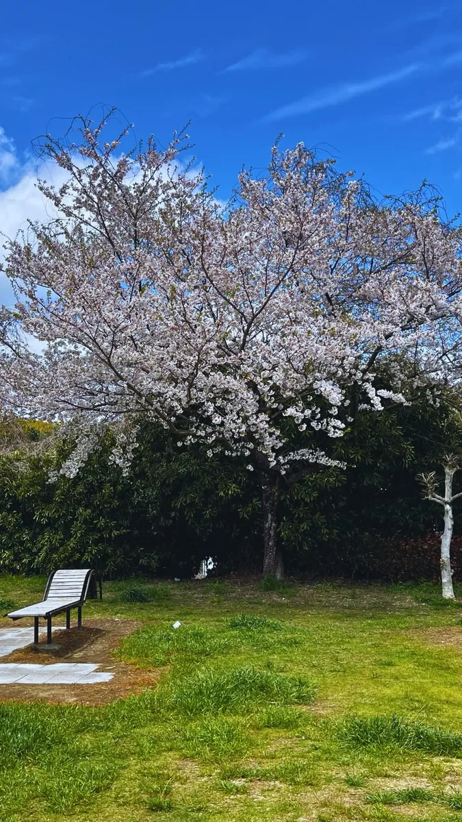 桜