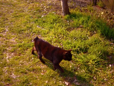 夕日の芝生を歩く黒猫