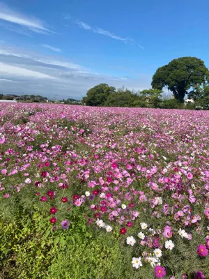 綺麗なコスモス畑