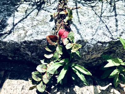 紅一点