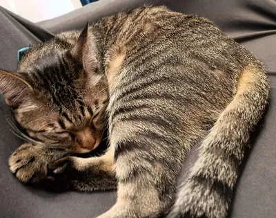 眠る猫の穏やかなひととき