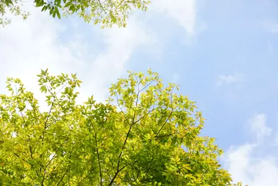 青空と新緑の美しいコントラスト