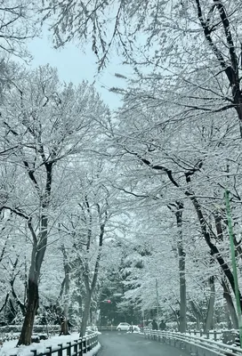 冬の静寂に包まれた雪景色