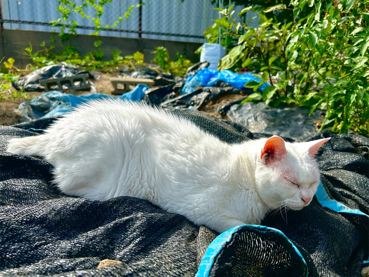日なたで眠る白猫