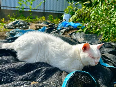 日なたで眠る白猫