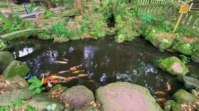 庭園の池を泳ぐ錦鯉の群れ