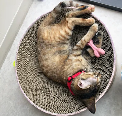 かわいい猫のほっこり休憩タイム