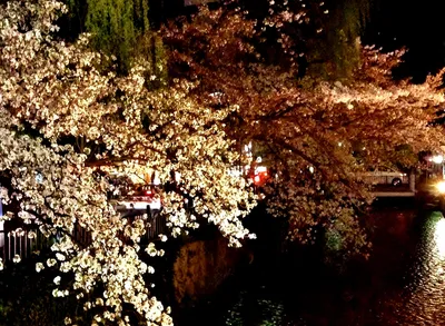 三条高瀬川夜桜