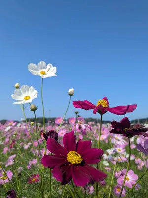 赤いコスモス