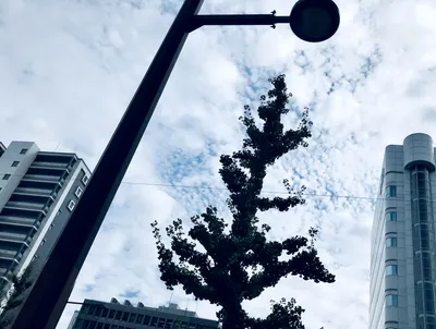 9月半ばの雲じゃない