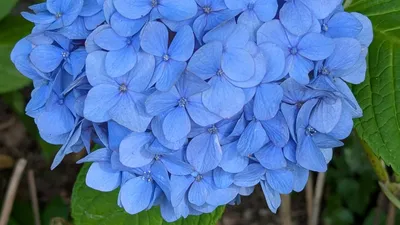 蒼の紫陽花①(横)