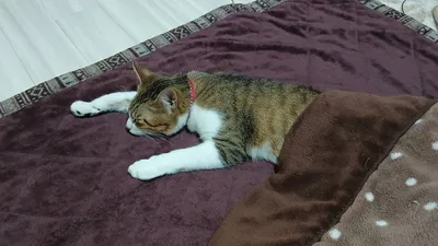 のびるねこ1