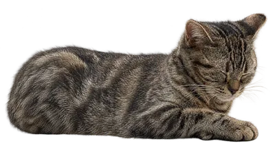 ねこ