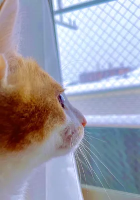 窓辺で何かを見つめる猫