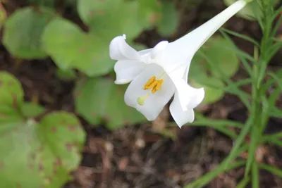 白いユリの花