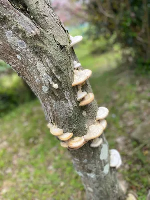 木に生えているサルノコシカケ