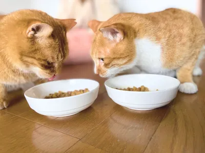 エサにロックオン