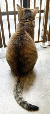 窓辺でたたずむ後ろ姿の猫