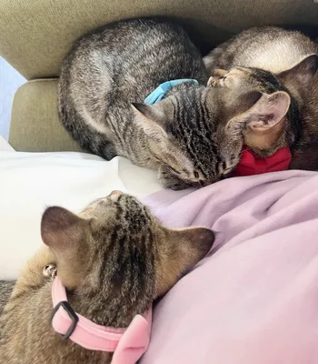 穏やかに休む三匹の子猫