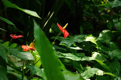 緑に映える赤いアンスリウムの花