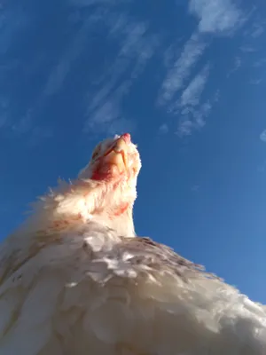 お前を見てる
