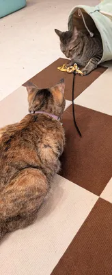 遊びに夢中な2匹の猫