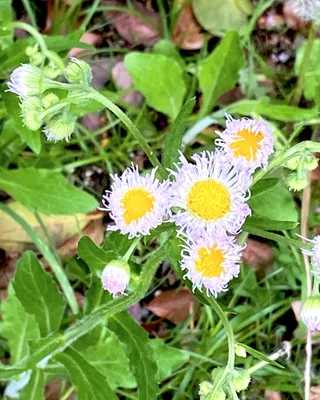 初夏の野に咲くシオンの花