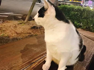 猫.野良.夜.散歩
